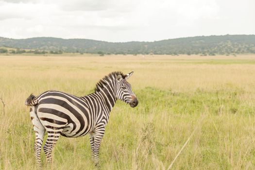 Lonely zebra standing in a meadow with dried grass