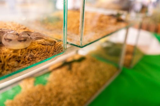 Baby boa inside a glass tank at an exotic animal pet store