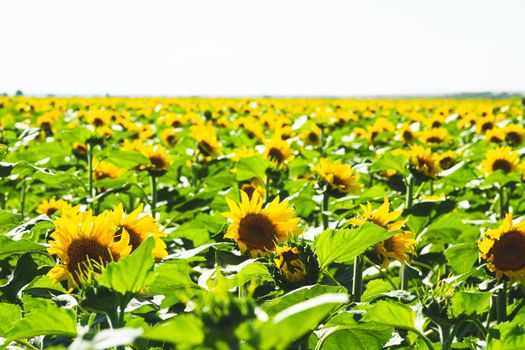 Sunflower cultivation. Sunflower blooms in the field. Oil import and export.