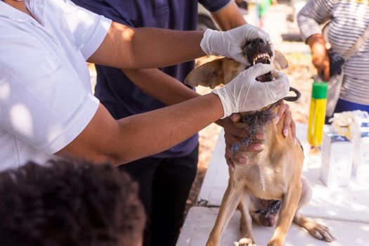 Closeup on the hands of a Latina veterinarian giving a vaccine to a stray dog