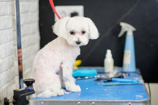 Maltese dog on the grooming table against the background of tools for working with a dog