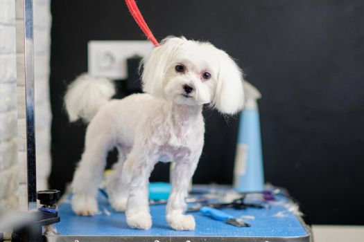 Maltese dog in a grooming salon on a grooming table