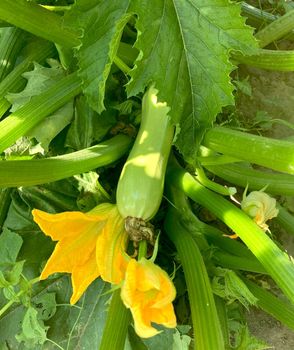 Zucchini plant close-up, vegetable marrow with flowers and fruits growing in the garden, organic vegetable marrow plant.