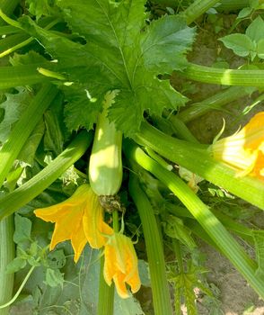 Zucchini plant close-up, vegetable marrow with flowers and fruits growing in the garden, organic vegetable marrow plant.