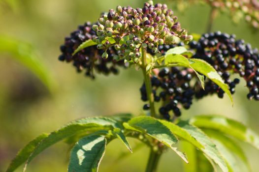 Closeup of black dwarf elder fruits on branch with selective focus on foreground