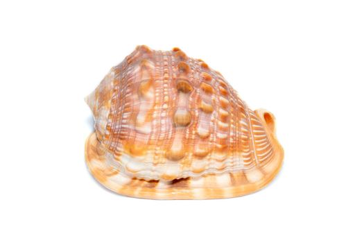 Image of sea shell orange cassis cornuta on a white background. Undersea Animals. Sea shells. Horned helmet shell.