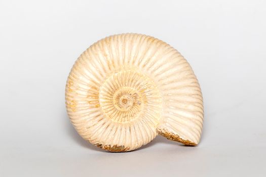 Image of ammonite on a white background. Fossil. Sea shells.