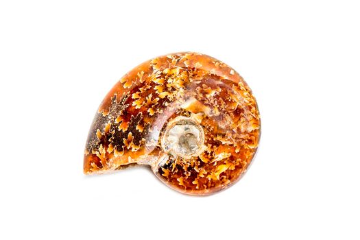Image of orange pattern ammonite on a white background. Fossil. Sea shells.