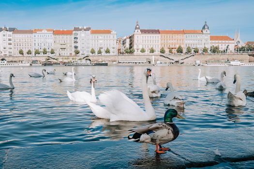 Beautiful swans in Prague on Vltava river. Famous medieval architecture on background. Cityscape view.