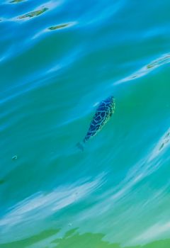 Tropical fish swimming in green turquoise and blue water on Holbox island in Quintana Roo Mexico.