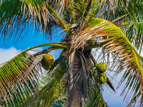 Tropical palm trees coconuts blue sky in Tulum Mexico.