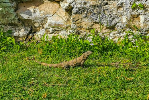 Huge Iguana gecko animal on the grass at the ancient Tulum ruins Mayan site with temple ruins pyramids and artifacts in the tropical natural jungle forest palm and panorama view in Tulum Mexico.