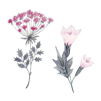 Watercolor hand drawn floral illustration of gray pink wild herbs plants. Poisonous flowers in forest wood woodland, witch witchcraft concept, natural organic design.