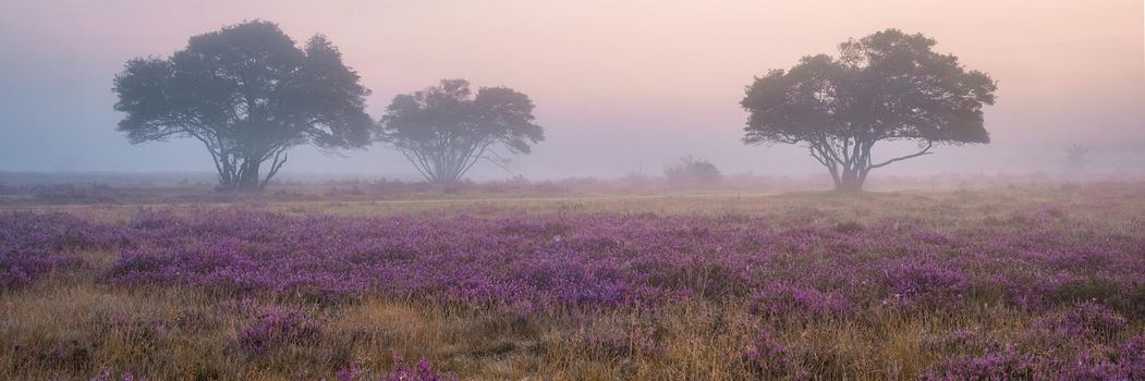 Zuiderheide National park Veluwe, purple pink heather in bloom, blooming heater on the Veluwe