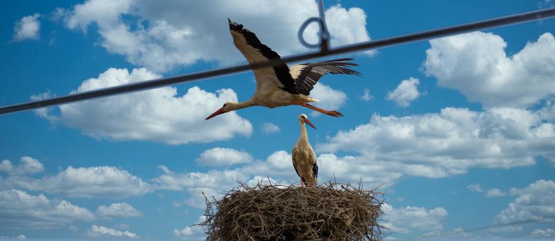 storks in the nest