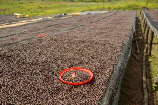Long table with dried coffee beans at the farm