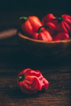 Red Habanero Chili Pepper
