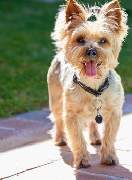 Did you say biscuits. Full length shot of a Yorkshire Terrier standing outside during the day.
