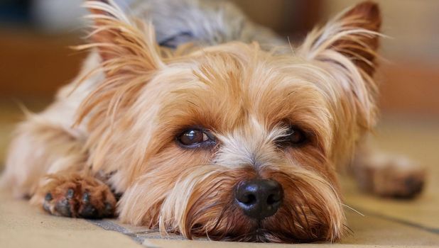 I may be cute but Ive got my eye on you. a Yorkshire Terrier lying indoors during the day.