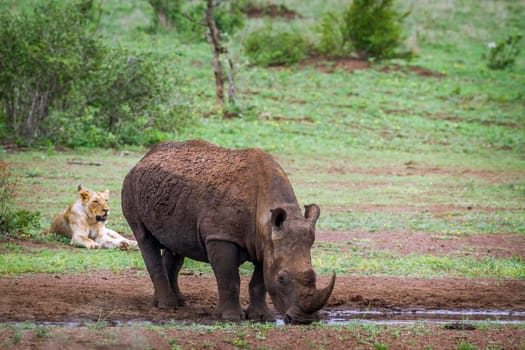 Southern white rhinoceros and African lion in Kruger National park, South Africa