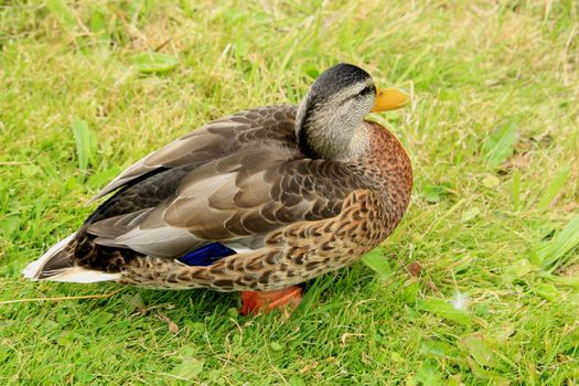 A female duck, relaxing in the grass