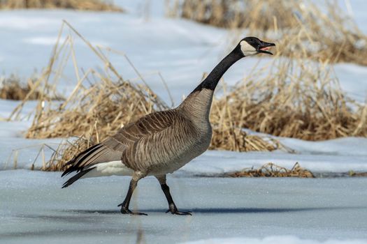 Canadian goose making a racket.