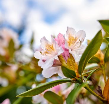 Rhododendron - garden flowers in May