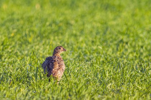 a young pheasant chicken in a meadow
