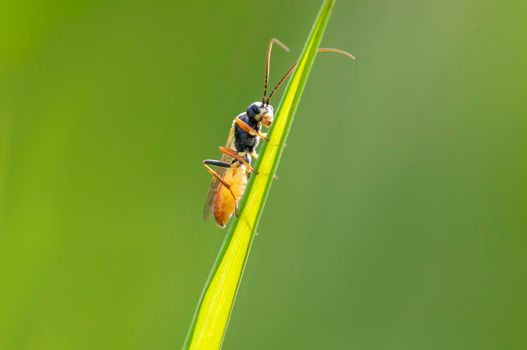 one wasp sits on a stalk in a meadow