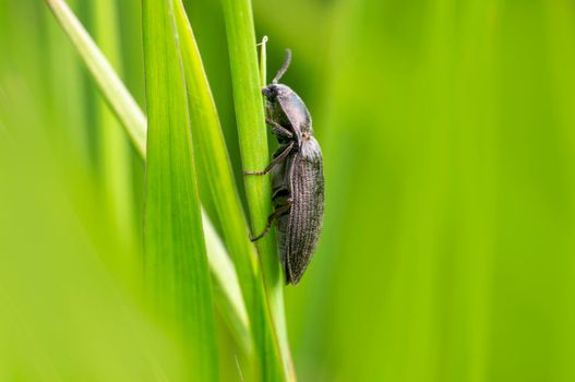 one black beetle sits on a stalk in a meadow