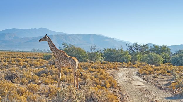 Beautiful giraffe. A photo of a beautiful giraffe on the savanna late afternoon in South Africa.