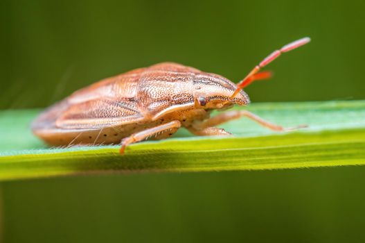 one brown bug sits on a stalk in a meadow