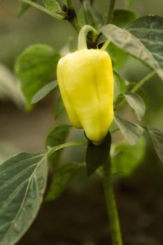 Ripe yellow bell pepper growing on bush in the garden