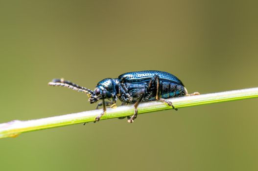 one black beetle sits on a stalk in a meadow
