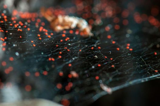 several red spider mites sit in a spider web