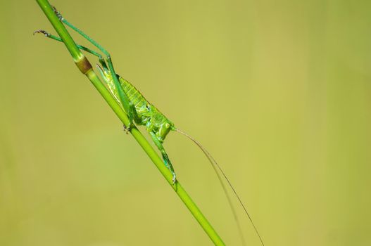 one green grasshopper sits on a stalk in a meadow