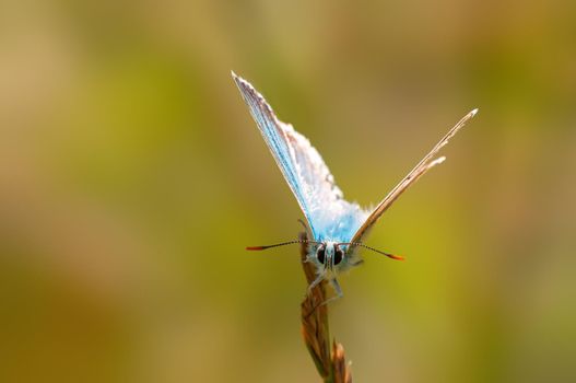 one common blue butterfly sits on a stalk in a meadow