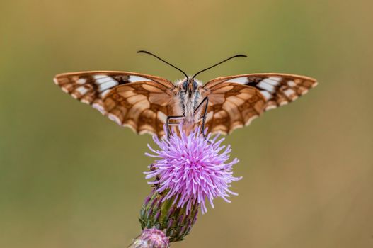 one Marbled White is sitting on a flower in a meadow