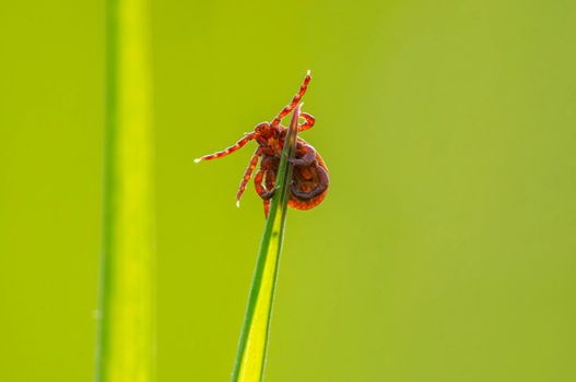 one tick sits on a blade of grass