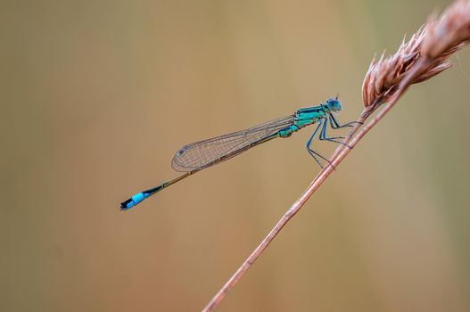 one blue damselfly dragonfly sits on a stalk in a meadow