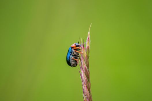 one green beetle sits on a stalk in a meadow