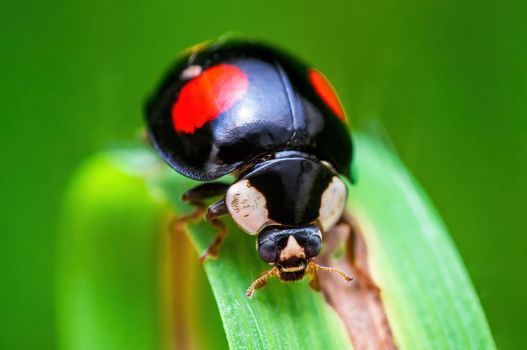 one black ladybug sits on a blade of grass in a meadow
