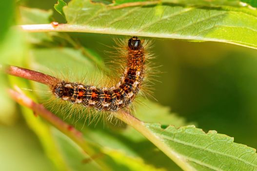 one caterpillar sits on a leaf in a meadow