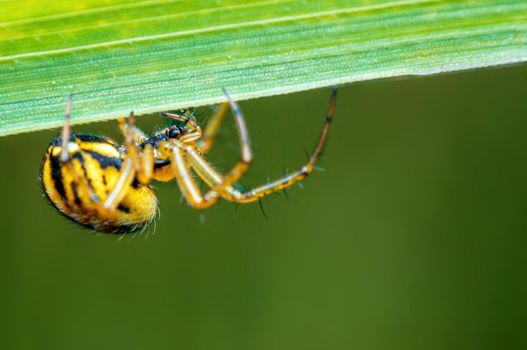 one small spider is waiting for its prey on a blade of grass