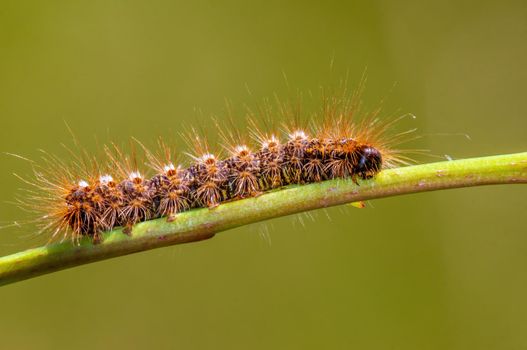 one caterpillar sits on a stalk in a meadow