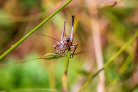 one brown grasshopper sits on a stalk in a meadow