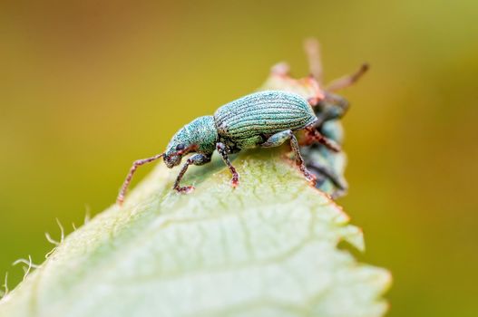 one green weevil sits on a leaf in a meadow