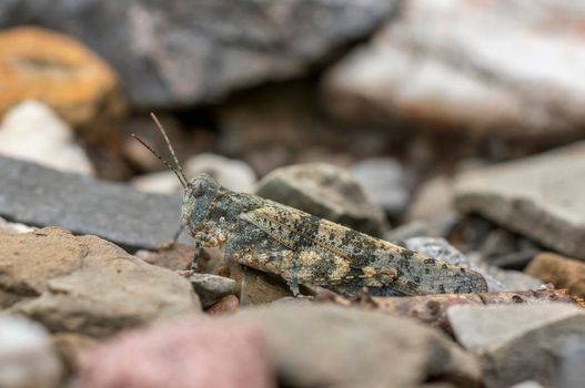 one gray grasshopper sits well camouflaged on a path