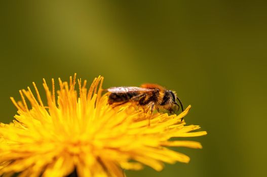 one bee sits on a flower in a meadow