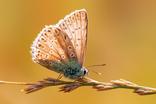 one common blue butterfly sits on a stalk in a meadow